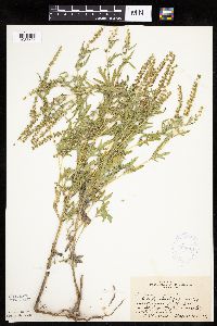 Ambrosia psilostachya image