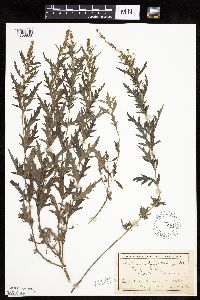 Ambrosia psilostachya image