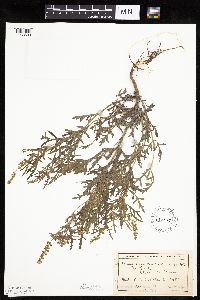 Ambrosia psilostachya image