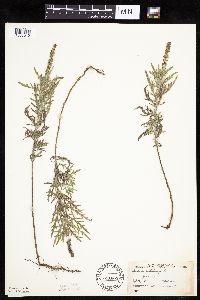 Ambrosia psilostachya image