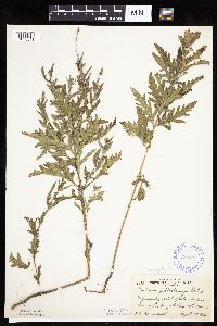 Ambrosia psilostachya image