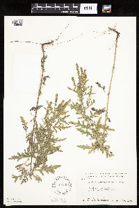 Ambrosia psilostachya image