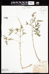 thumbnail image of current specimen