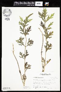 Ambrosia psilostachya image