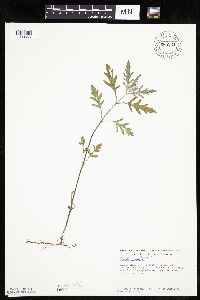 Ambrosia psilostachya image