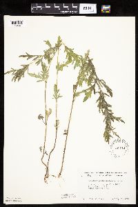 Ambrosia psilostachya image