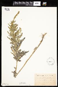 Ambrosia psilostachya image