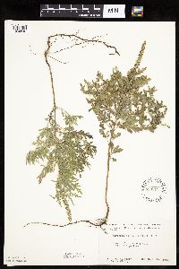 Ambrosia psilostachya image