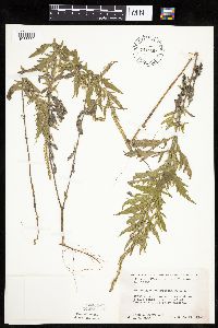 Ambrosia psilostachya image