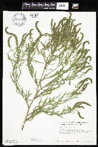 Ambrosia psilostachya image