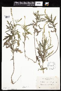 Ambrosia psilostachya image