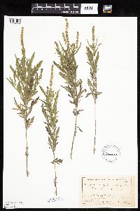 Ambrosia psilostachya image