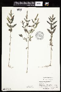 Ambrosia psilostachya image