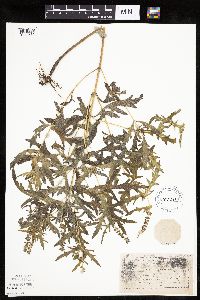 thumbnail image of current specimen