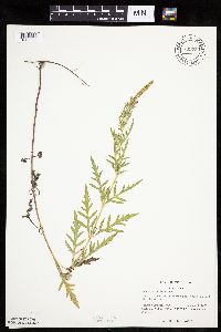 Ambrosia psilostachya image