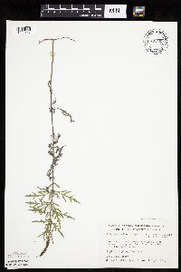 Ambrosia psilostachya image