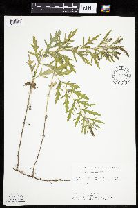 Ambrosia psilostachya image