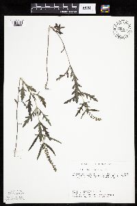 Ambrosia psilostachya image