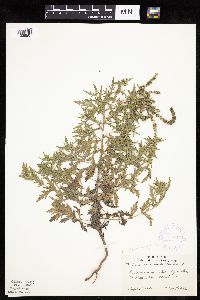 Ambrosia psilostachya image