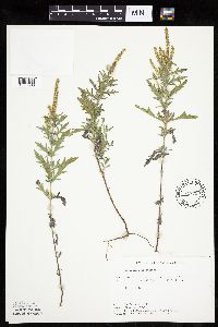 Ambrosia psilostachya image