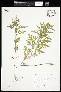 Ambrosia psilostachya image