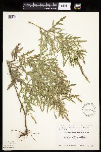 Ambrosia psilostachya image