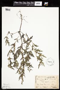 Thumbnail image of current specimen