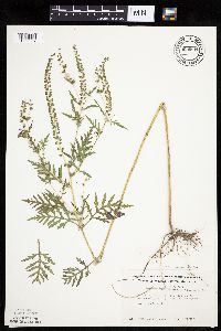 Ambrosia artemisiifolia image