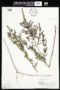 Ambrosia psilostachya image