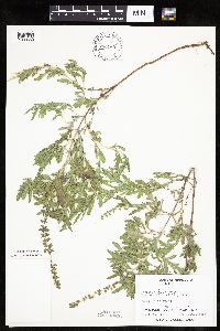 Image of Ambrosia psilostachya