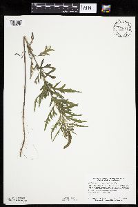 Ambrosia psilostachya image