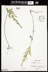 Ambrosia psilostachya image