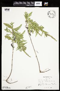 Ambrosia psilostachya image