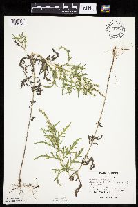 Ambrosia psilostachya image