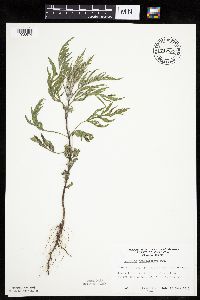 Ambrosia psilostachya image
