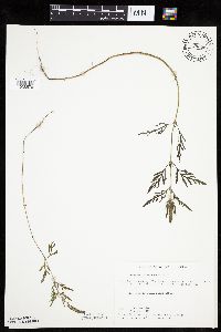 Ambrosia psilostachya image