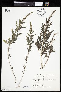 Ambrosia psilostachya image