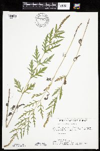 Ambrosia psilostachya image