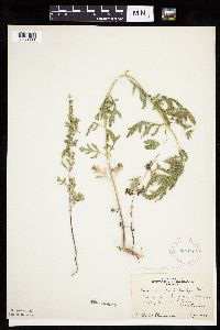 Ambrosia psilostachya image