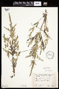 Ambrosia psilostachya image