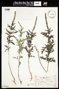 Ambrosia psilostachya image