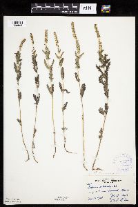 Ambrosia psilostachya image