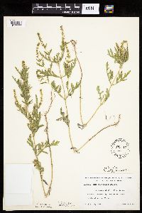 Ambrosia psilostachya image