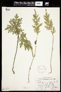 Ambrosia psilostachya image