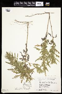 Ambrosia psilostachya image