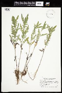 Ambrosia psilostachya image