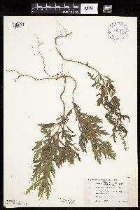 Ambrosia psilostachya image