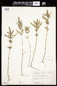 Ambrosia psilostachya image