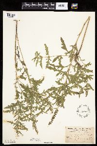 Ambrosia psilostachya image