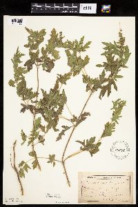 Ambrosia psilostachya image